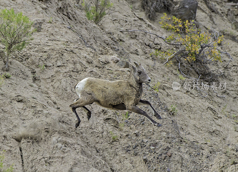 大角羊(Ovis canadensis)是一种原产于北美的绵羊，在怀俄明州的黄石国家公园发现。在几乎垂直的岩壁上行走和跳跃。